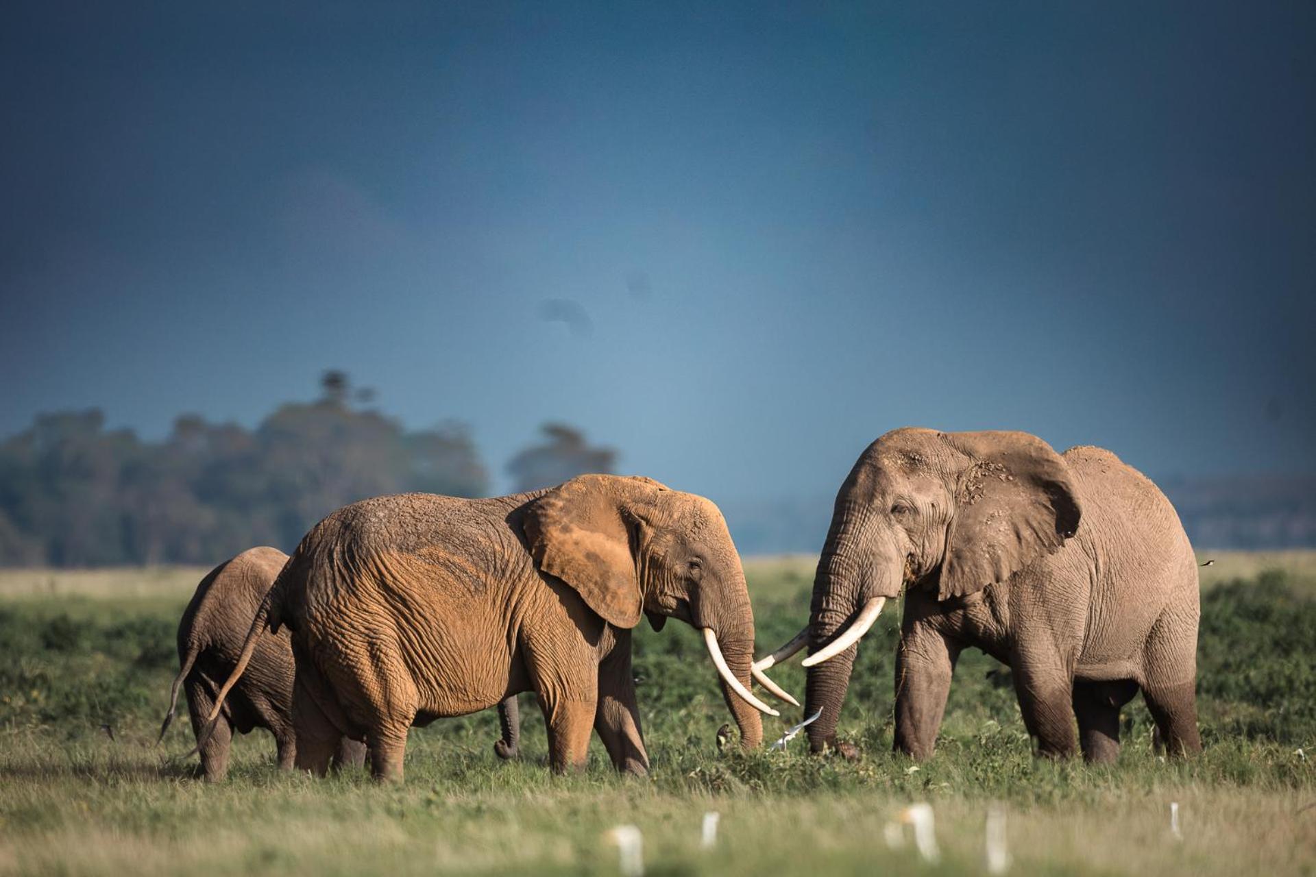 Kilimanjaro View Cabin-Amboseli Oloitokitok Rom bilde