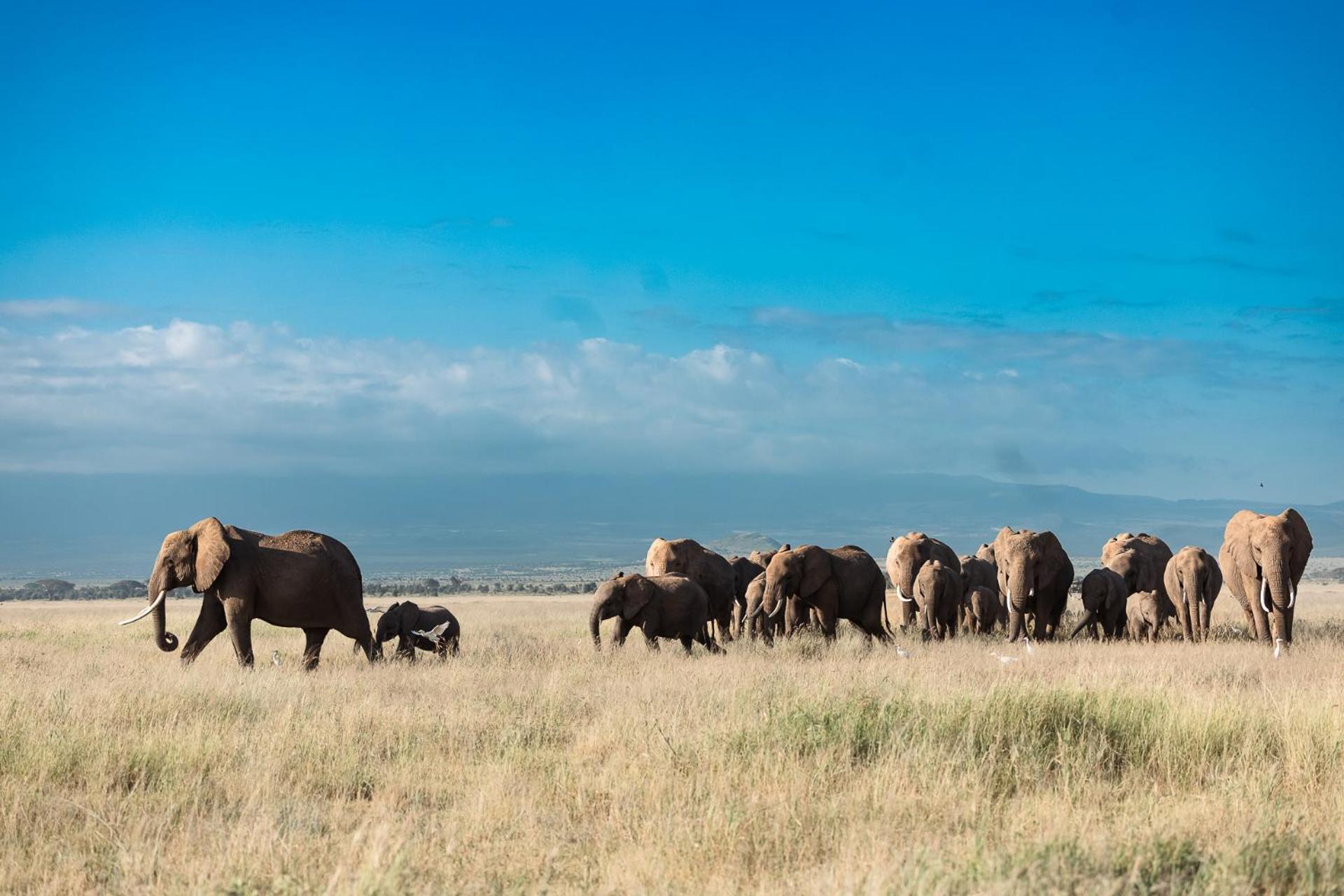 Kilimanjaro View Cabin-Amboseli Oloitokitok Rom bilde