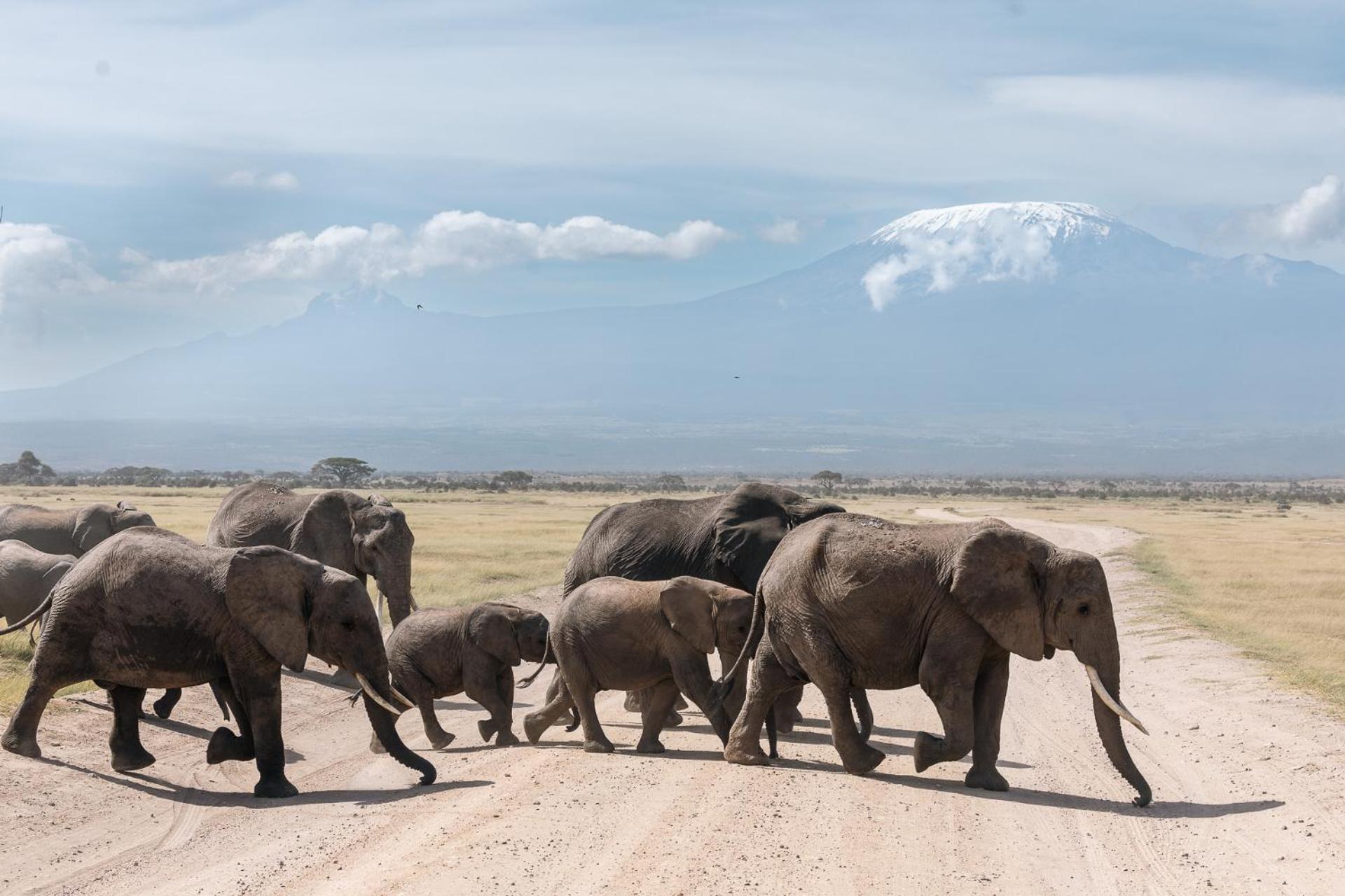 Kilimanjaro View Cabin-Amboseli Oloitokitok Rom bilde